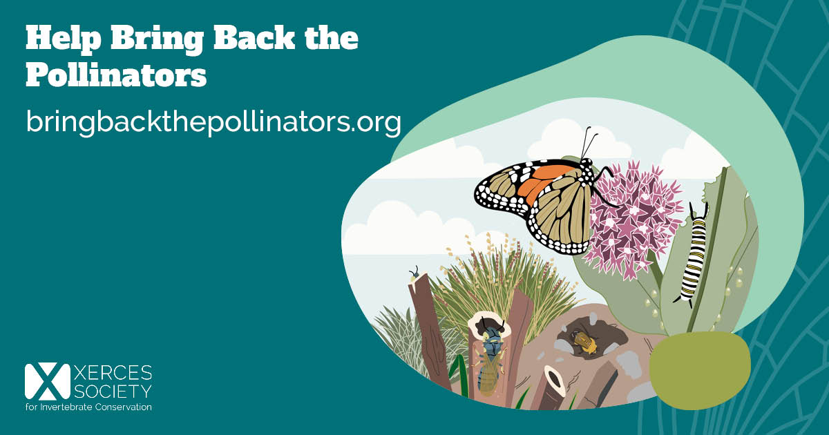 Social media graphic titled “Help Bring Back the Pollinators” with the URL bringbackthepollinators.org. A teal design frames an illustration of pollinator habitat with a monarch butterfly, monarch caterpillar, native plants, nesting stems, wood, and bees. The Xerces Society logo appears on the left