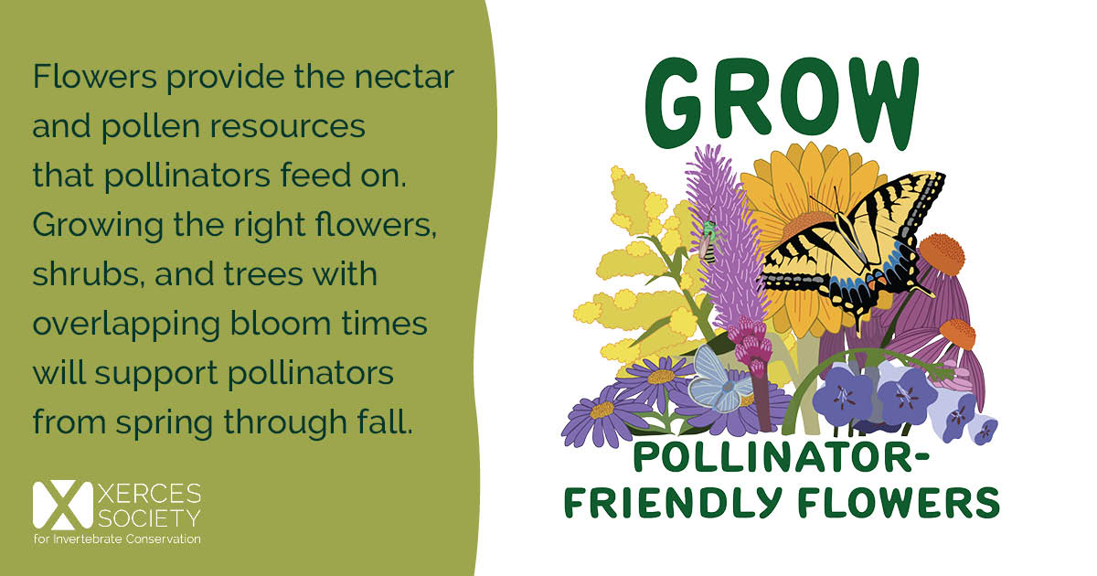 Social media graphic encouraging people to grow pollinator-friendly flowers, with an illustration of colorful flowers and butterflies. Text explains that flowers provide nectar and pollen for pollinators, and that growing flowers, shrubs, and trees with overlapping bloom times supports pollinators from spring through fall. The Xerces Society logo appears on the left