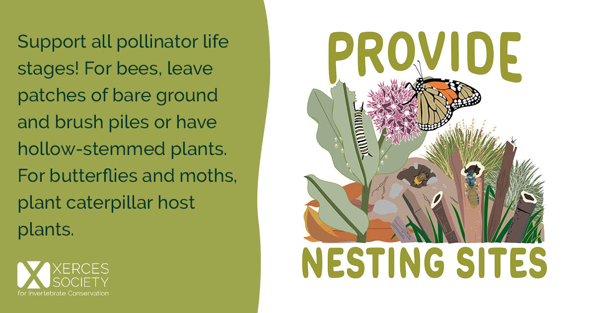 Social media graphic encouraging people to provide nesting sites for pollinators, with an illustration of a monarch butterfly, monarch caterpillar, plants, bare ground, brush, and hollow stems. Text suggests supporting pollinator life stages by leaving bare ground and brush piles or hollow-stemmed plants for bees, and planting caterpillar host plants for butterflies and moths. The Xerces Society logo appears on the left