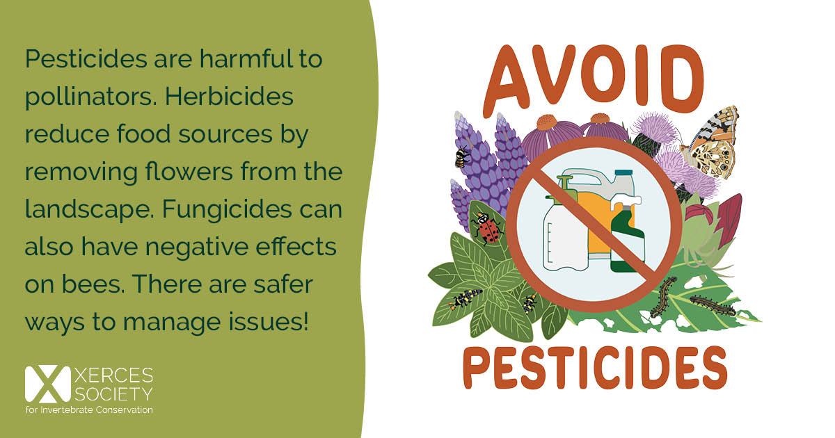 Social media graphic encouraging people to avoid pesticides, with an illustration of pollinator-friendly plants, insects, caterpillars, a butterfly, and a crossed-out pesticide bottle. Text explains that pesticides, especially insecticides, are harmful to pollinators; herbicides remove flowers that pollinators need for food; and fungicides can negatively affect bees