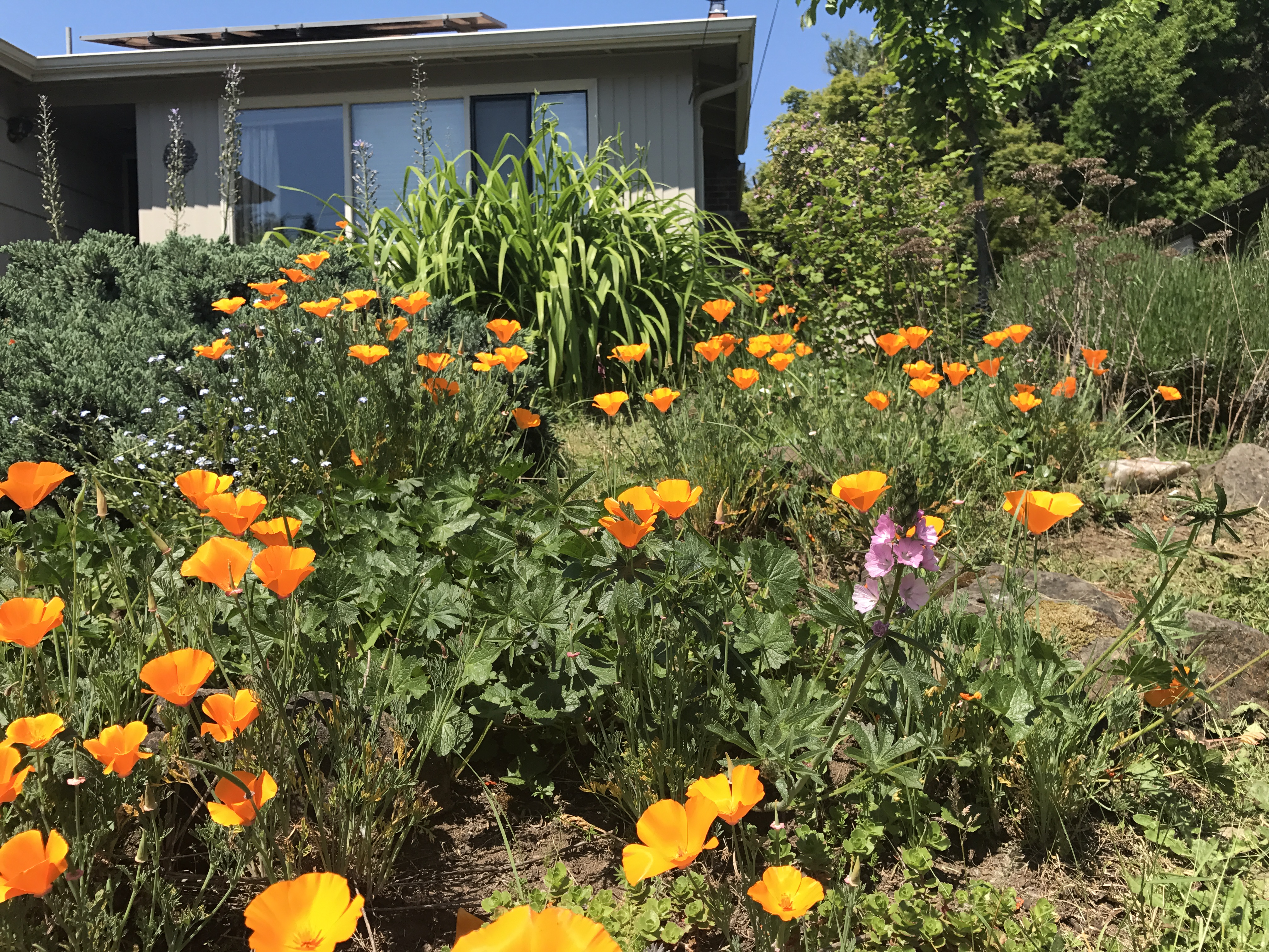 A small front yard garden with bright orange California poppies and shrubbery.