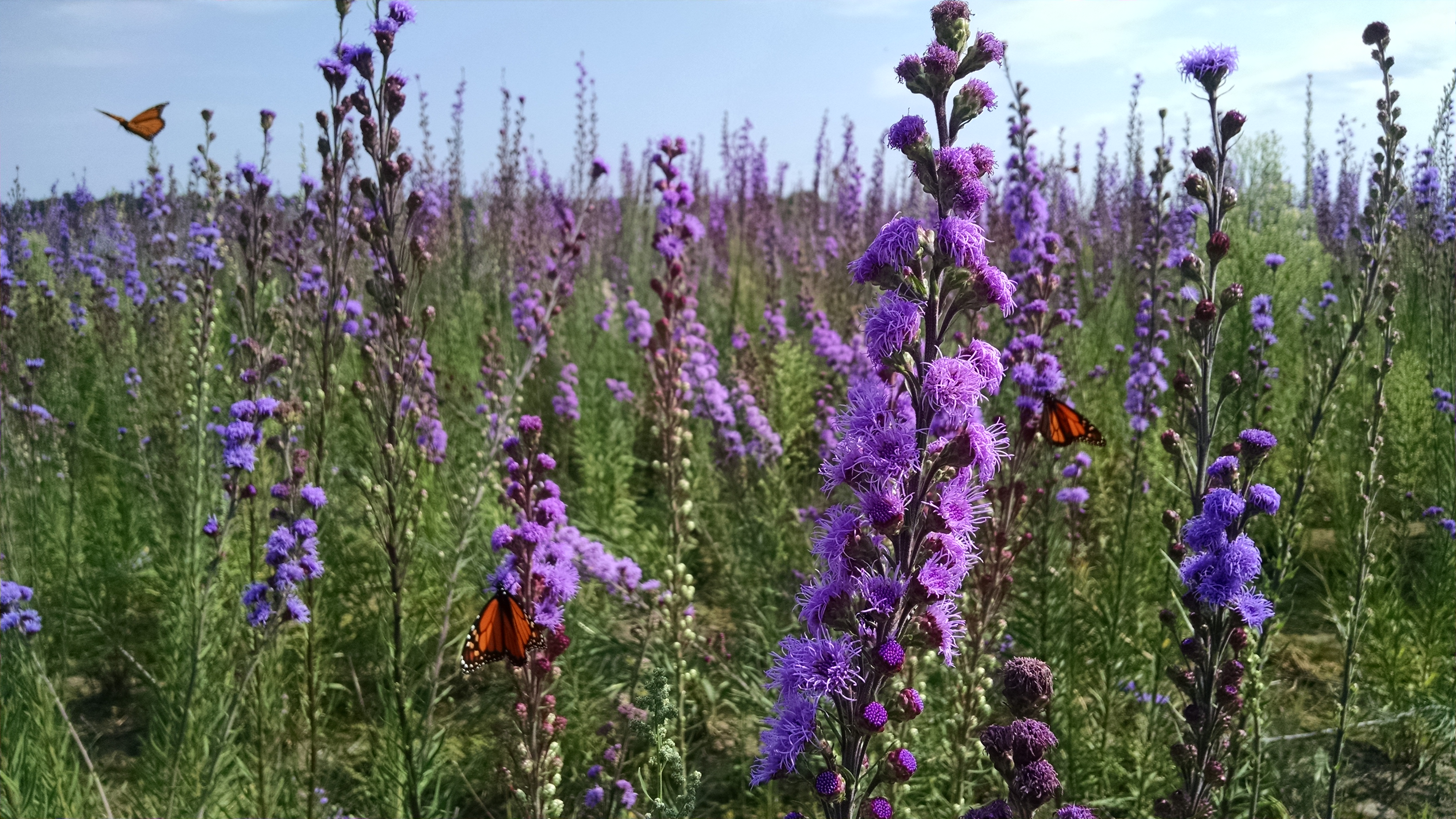 Monarch butterflies drink nectar in a field of blazingstar.