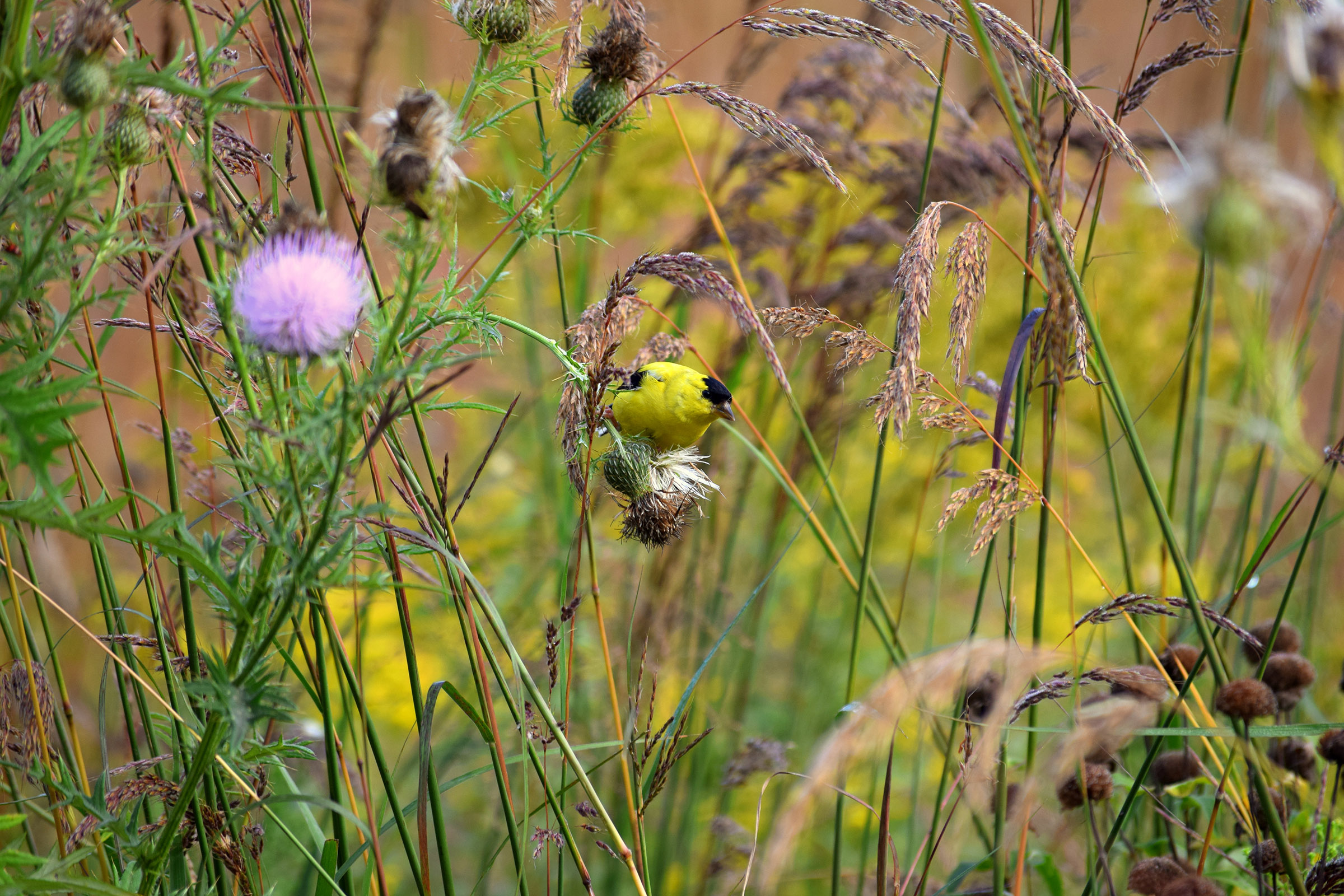 A brightly colored yellow and black goldfinch eats seeds from a pale pink thistle flower head.