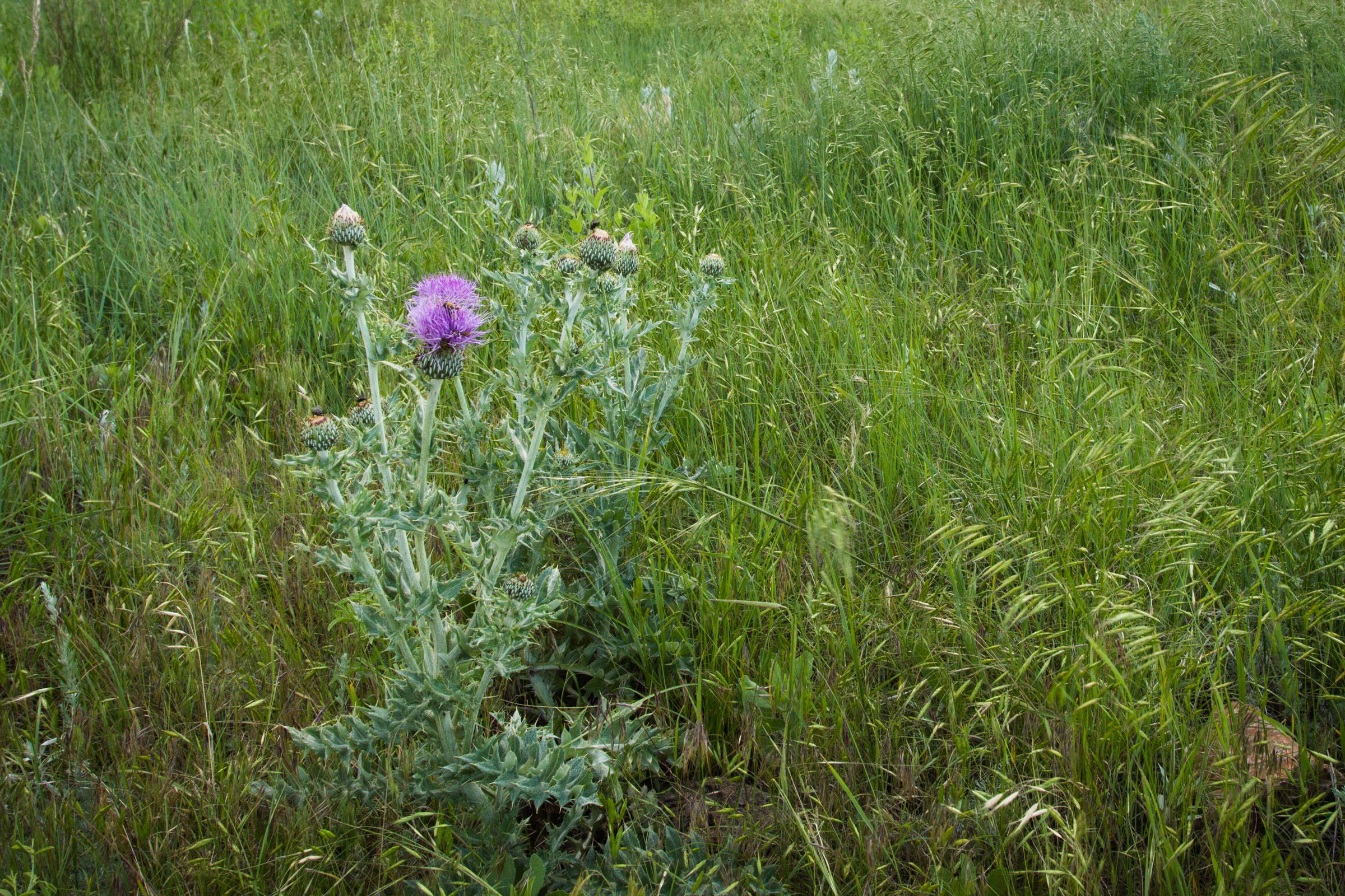 The wavyleaf thistle has silvery-green foliage and pink-purple flowers. The stem and leaves are covered in short pale hairs.