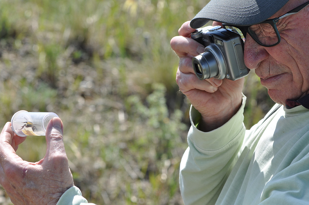 A person wearing a baseball cap looks through their camera lens to photograph a bumble bee they have caught.