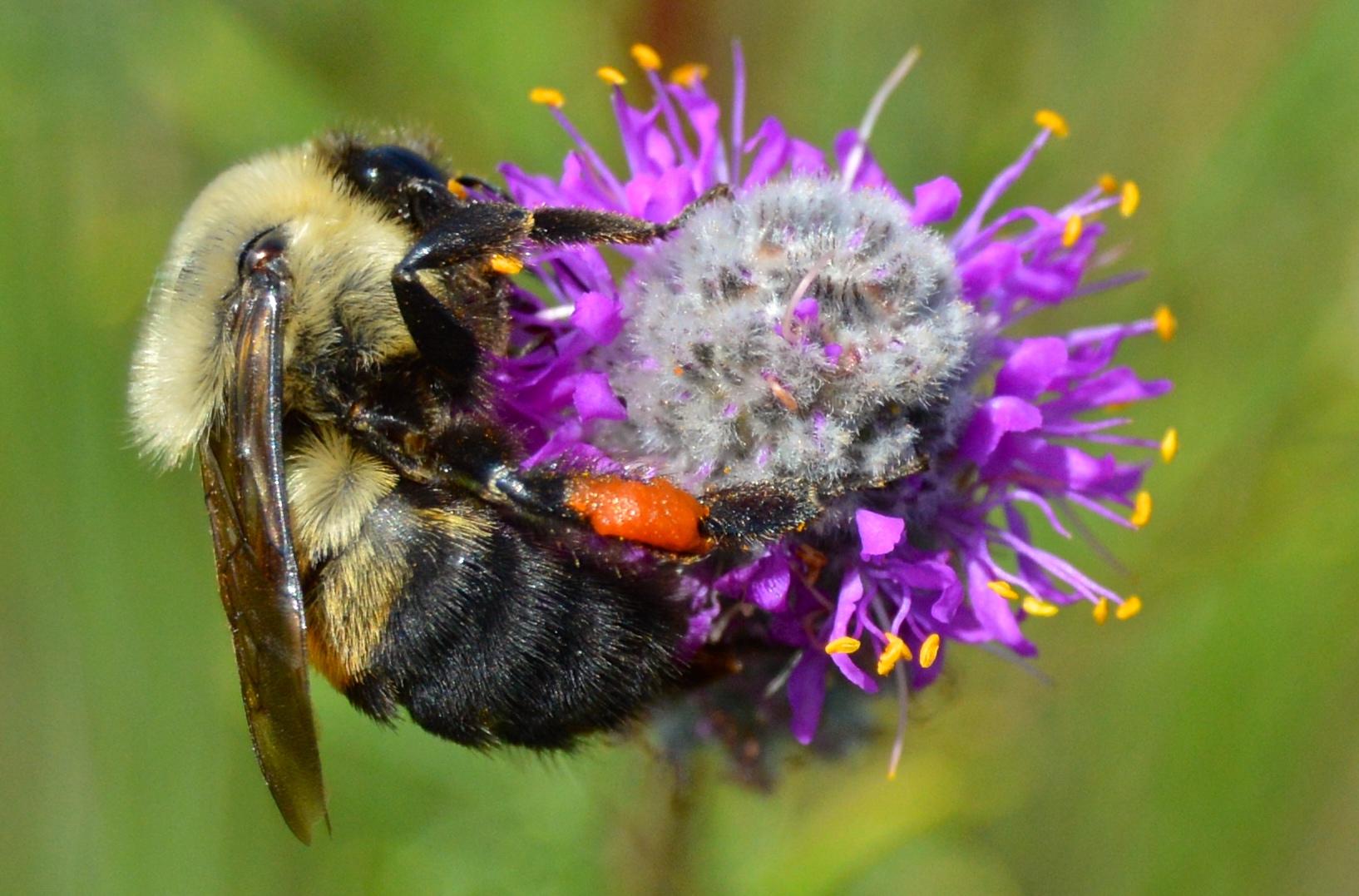 A fuzzy, yellow and black striped bumble bee clings to a spherical flower.