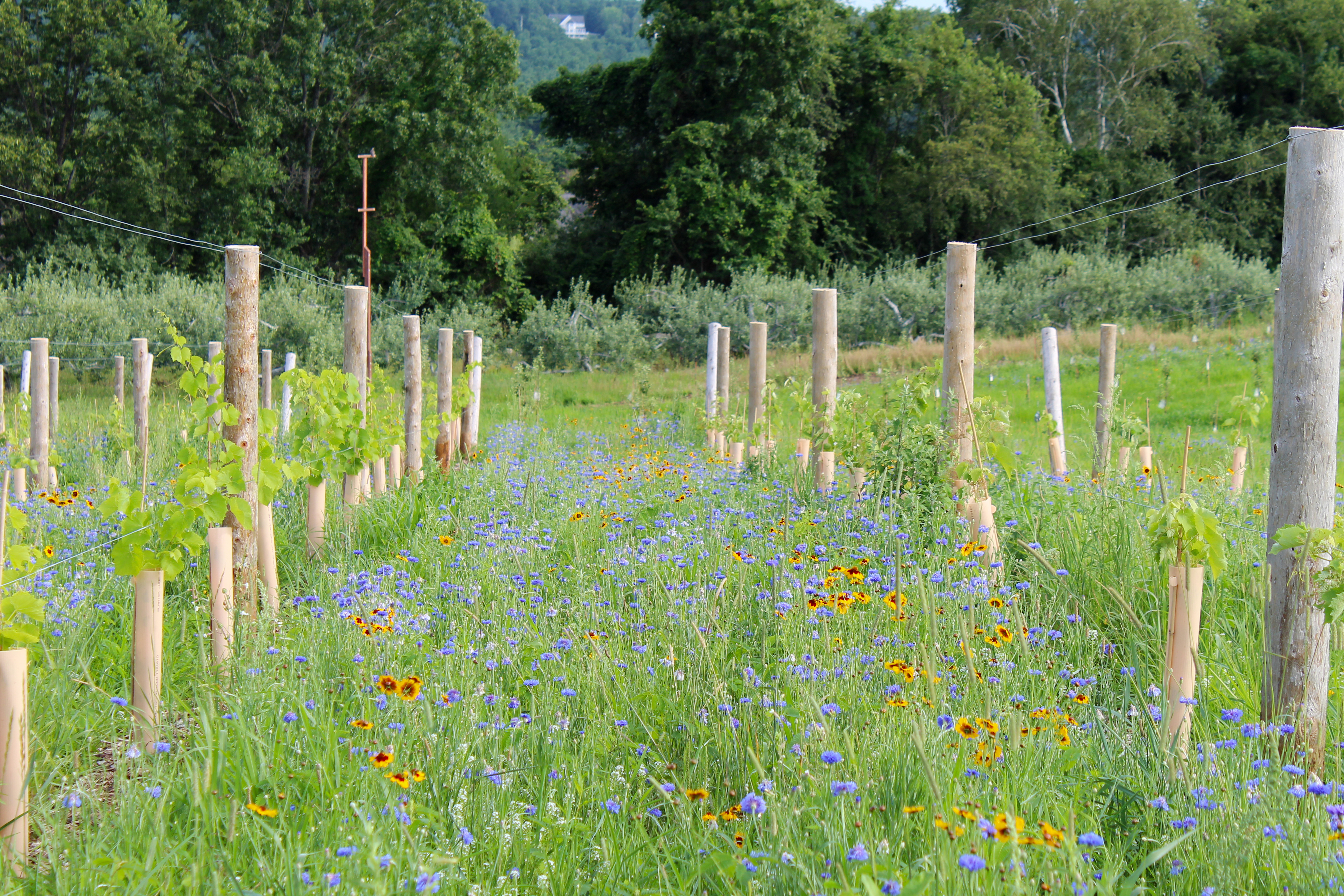 Colorful blooms of blue, red, and yellow blanket the rows between newly-planted saplings.