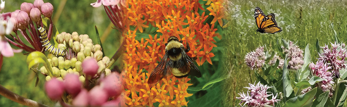 pollinators on milkweed