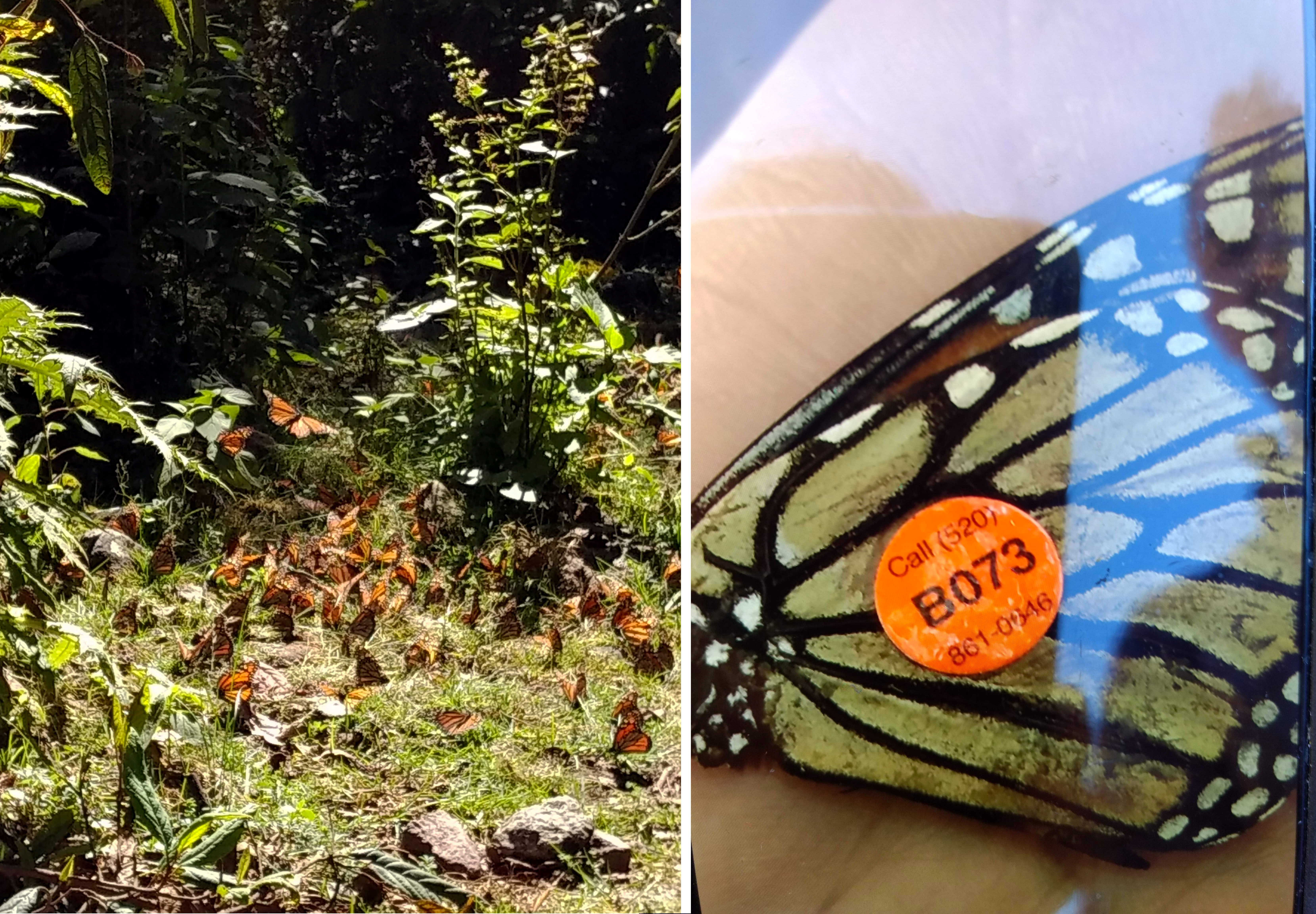 Two photos. The one of the left is of a tree branch covered in monarchs. The right one is a close up on a monarch with it's tag, which is a small round orange button with a number to call.