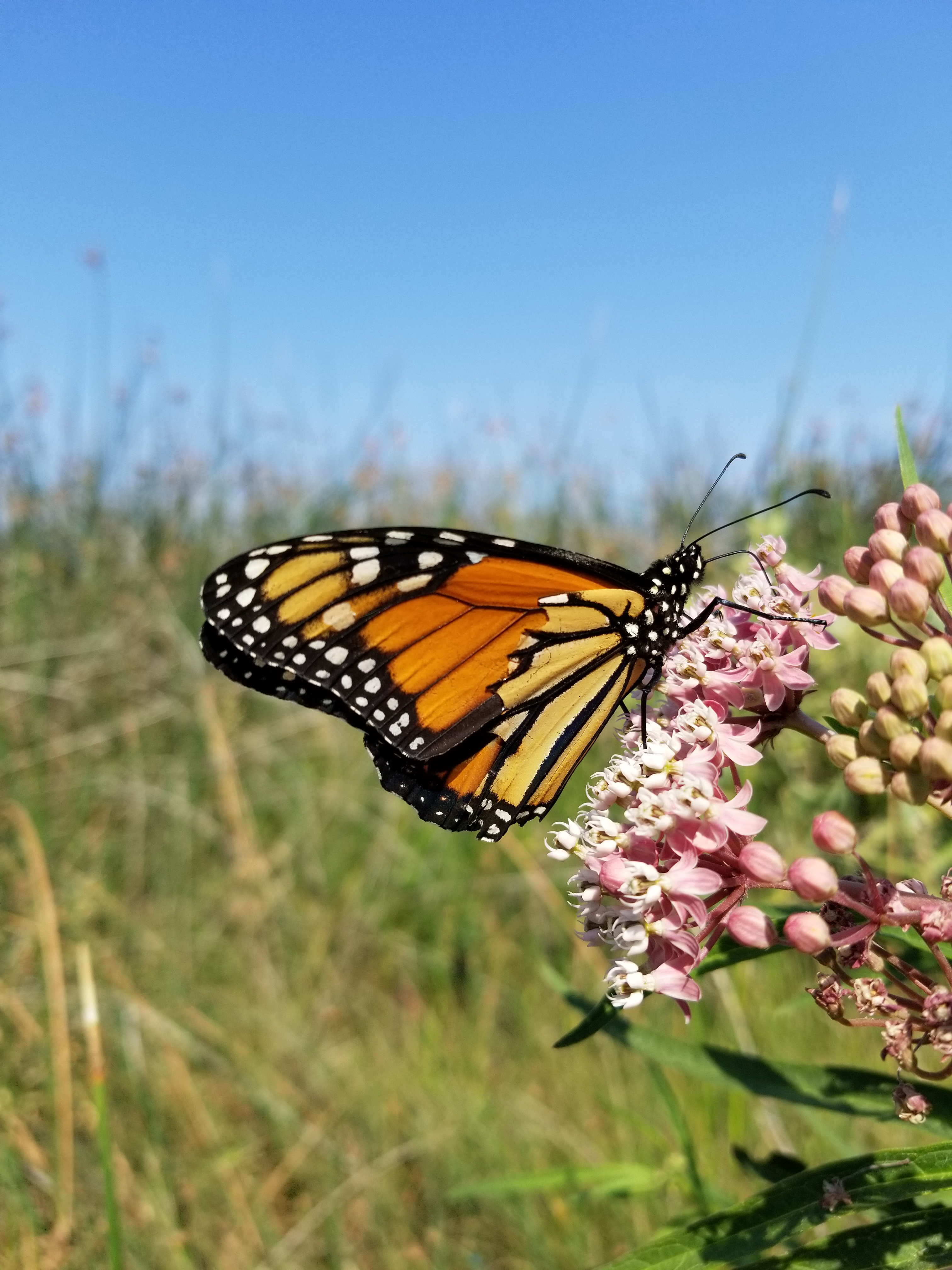 A bright orange monarch with a torn wing clings to bright pink milkweed blooms in a grassy landscape.