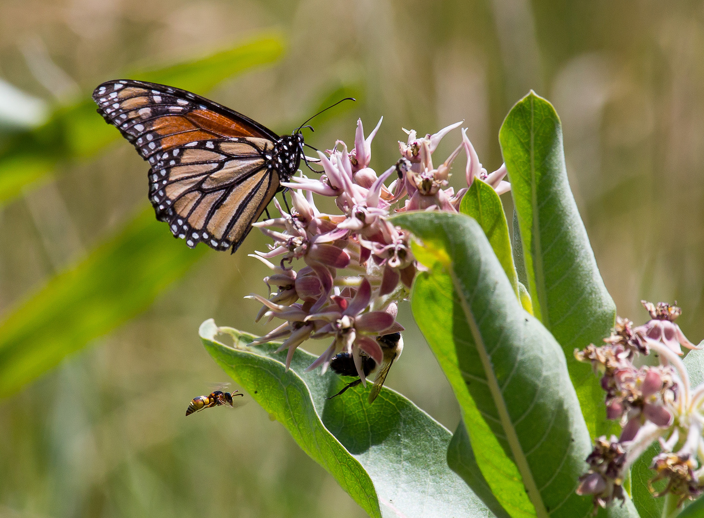 "Because the monarch is a widespread species, it can turn up almost anywhere in the US, and there are actions that any of us can take to help it. Planting native milkweed, such as the showy milkweed in this photo, is a valuable step. (Photo: USFWS Midwest, Flickr.)"