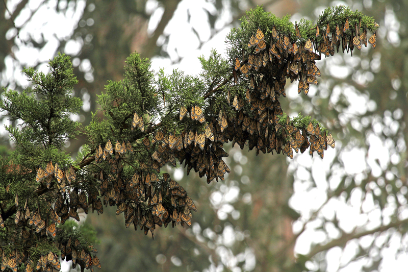 cluster of monarchs in tree