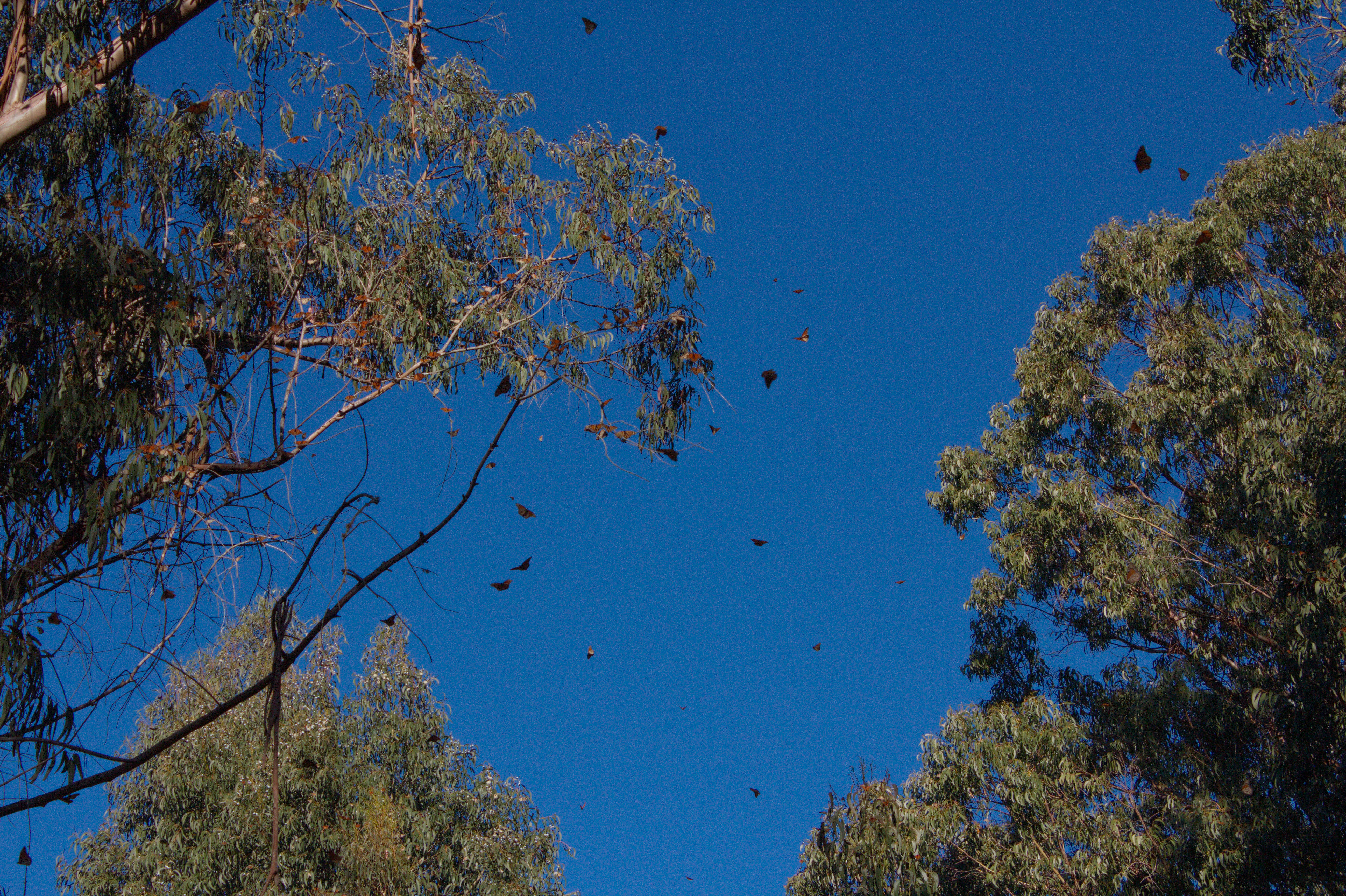 In this upward-facing image, trees laden with monarchs stand against a deep blue sky. Some bright orange monarchs are also shown in flight.