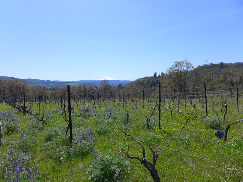 In the foreground is a vineyard with vines and blooming native plants, and in the distance is the triangular, white peak of Mt. Hood and blue sky.