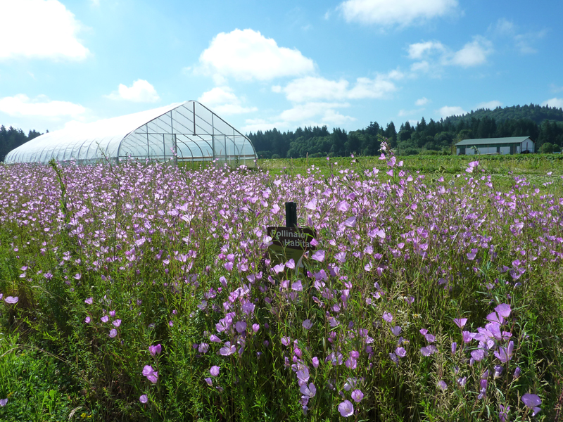 pollinator habitat on a farm in Oregon