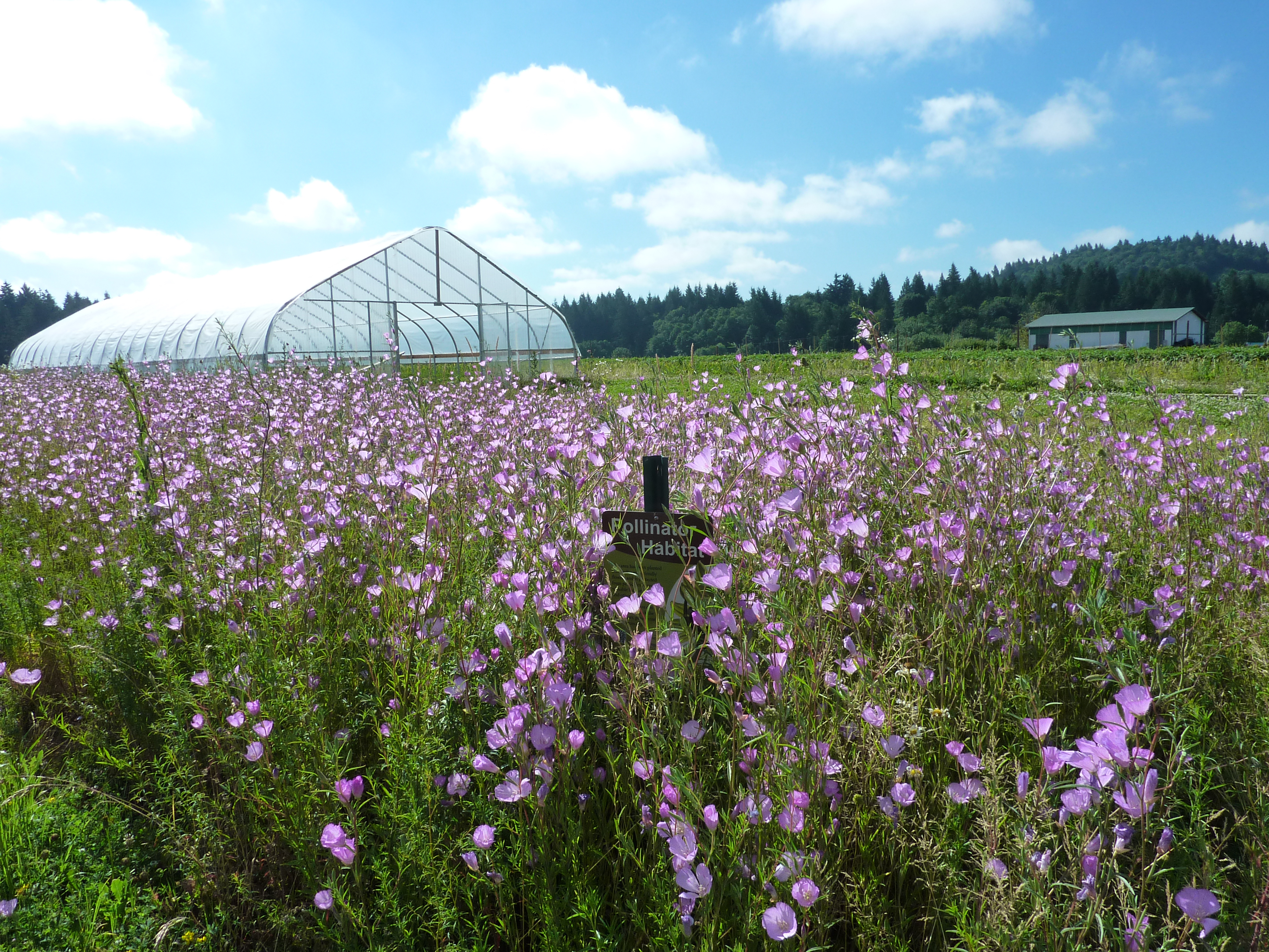A field of purple flowers with a greenhouse in the background and the Xerces Society among the flowers. 
