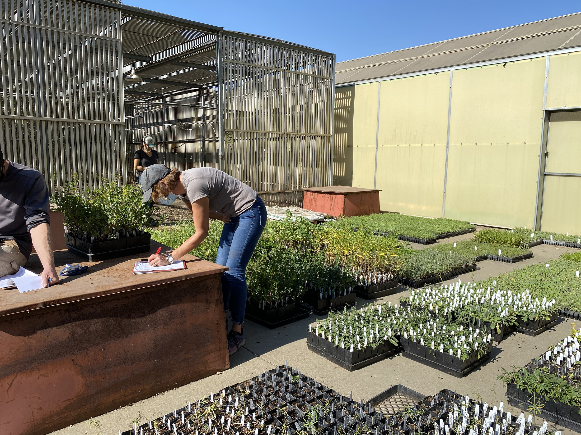 Plant trays containing thousands of seedlings are laid out on the ground.