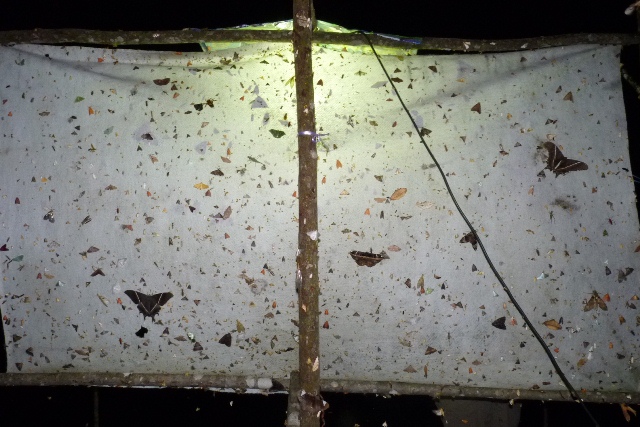 A Cheaper, Lighter Moth Trap May Make Citizen Science Projects