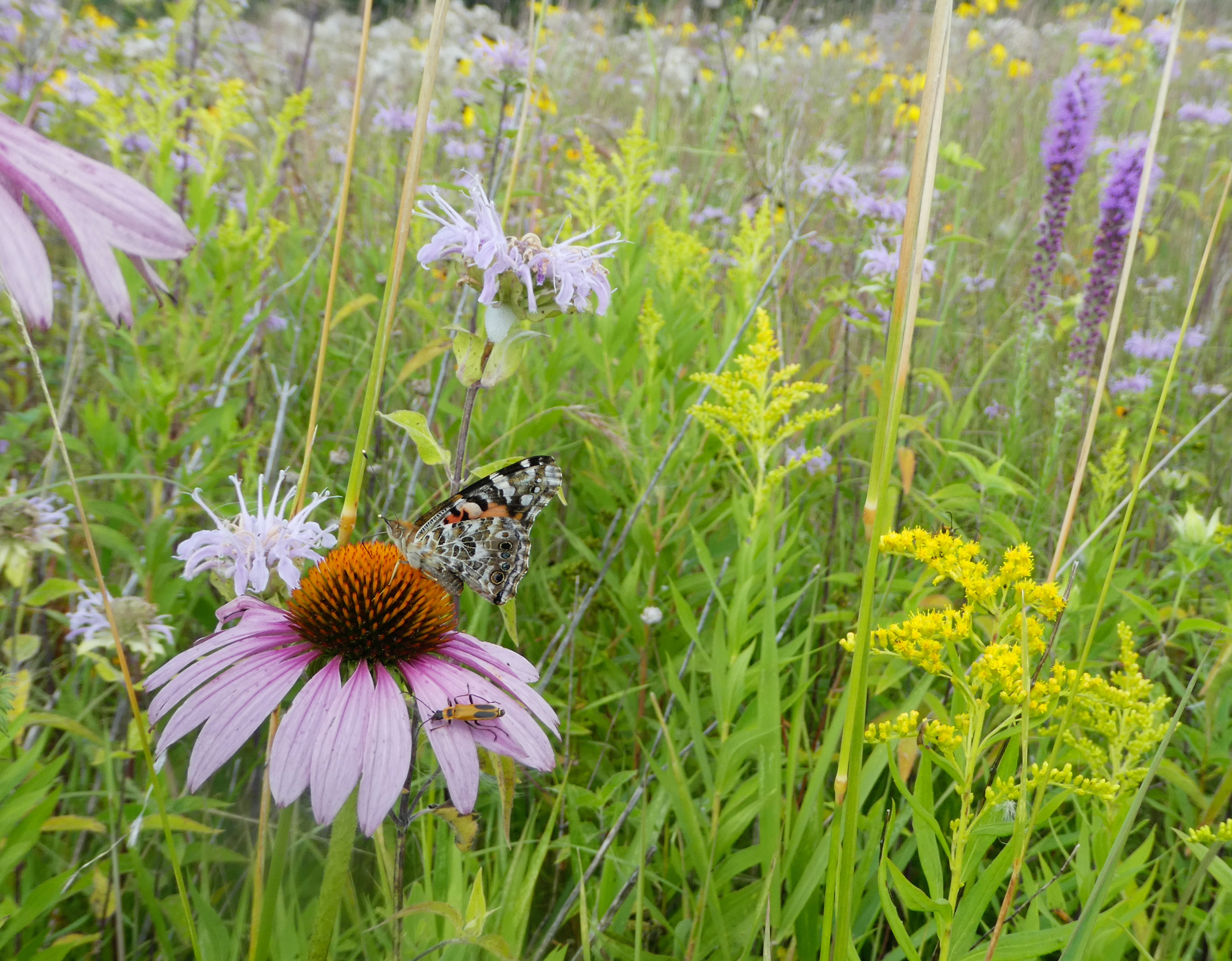 A dark-colored butterfly perches on a flower in a prairie.