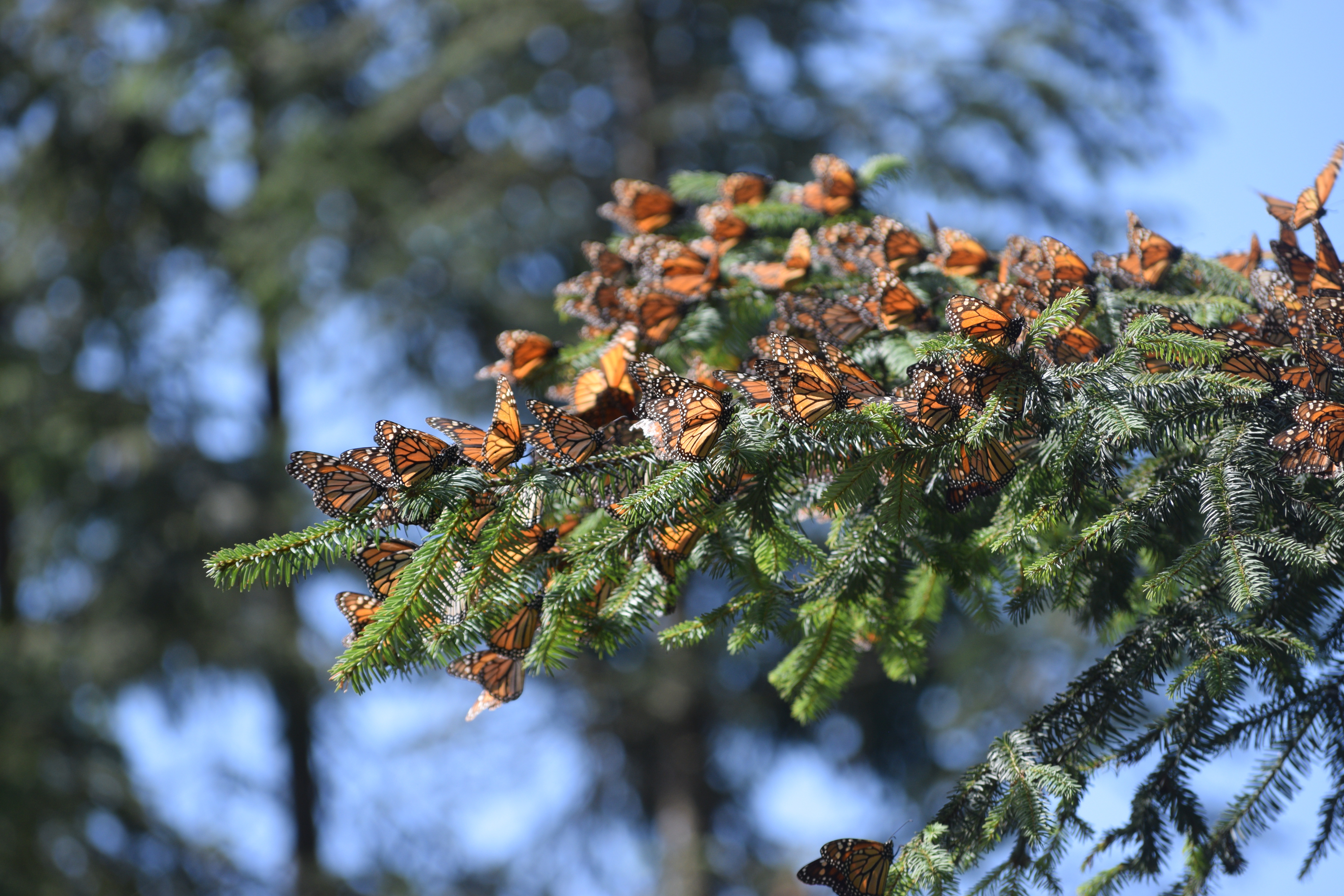 Bright orange monarchs cluster together on a deep green pine branch.