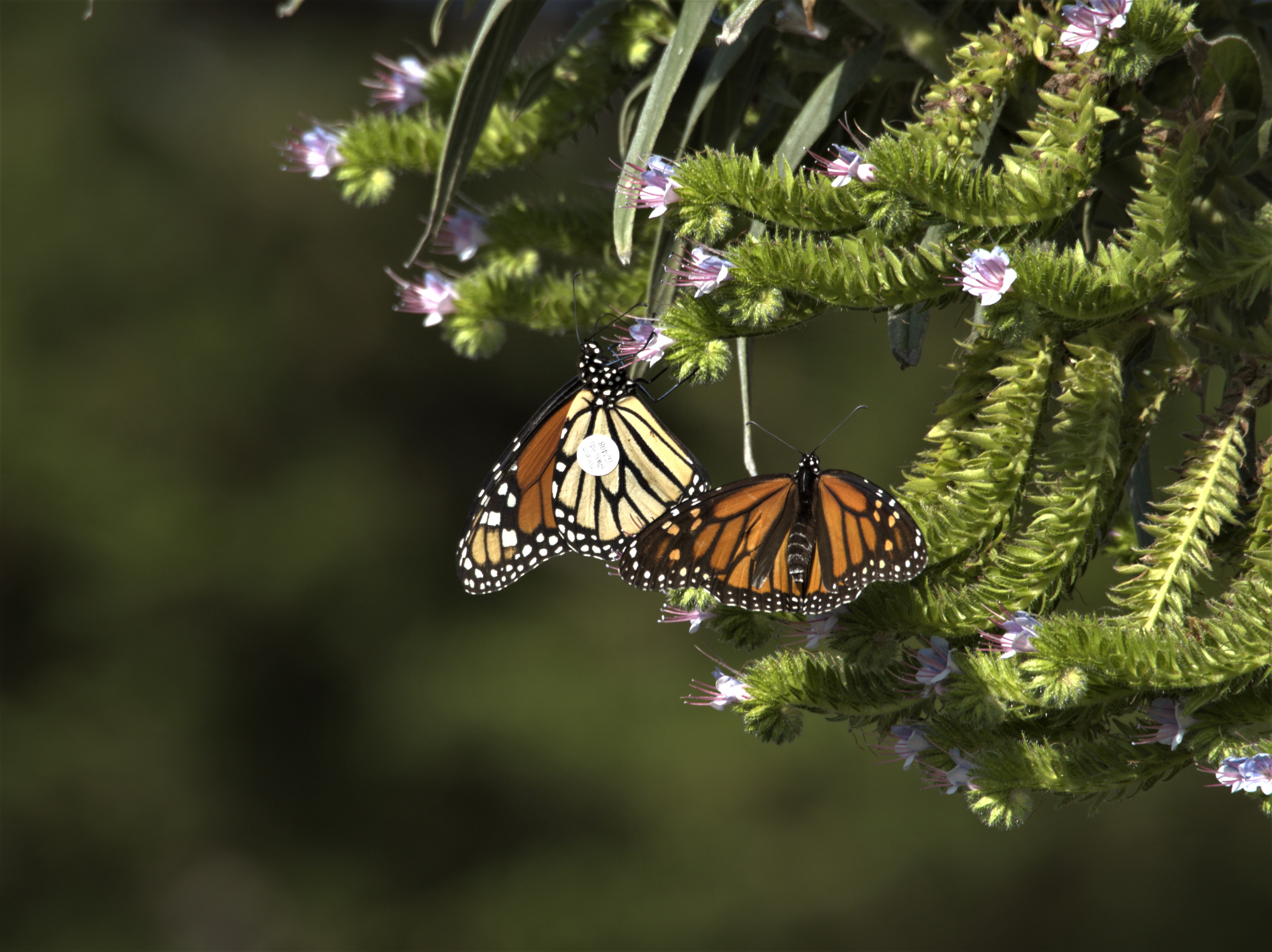 Two monarchs with small, round, white tags on their wings perch on bright green branches tipped with small, pale purple flowers.