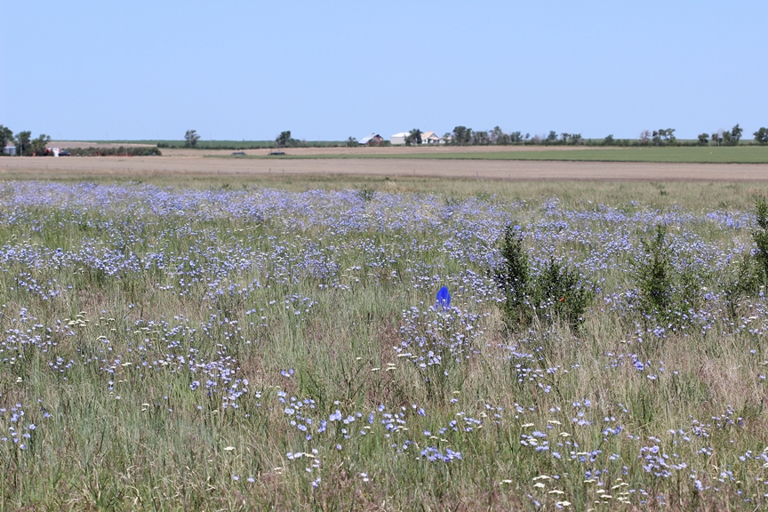 During the study, bees were trapped in crop fields and adjacent habitat areas, such as this grassland. 