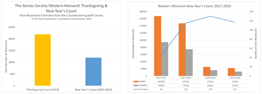 Two graphs are shown. The graph on the left (Figure 1) has two columns. The leftmost column (yellow) is labeled "Thanksgiving Count (2019)" and shows an amount of approximately 22,000. The right column in Figure 1 (blue) is labeled "New Year's Count (2019-2020)" and shows an amount of approximately 12,000. Figure 2 (on the right) shows the last four years of Thanksgiving and New Year's Counts, in which each New Year's Count has recorded a smaller number of monarchs, indicating monarch declines as the winter progresses. The other trend of note in this graph is the dramatic drop in the total population between the winter of 2017-2018 and the winter of 2018-2019.