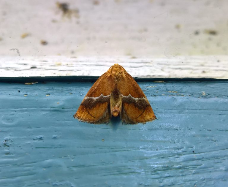 moth on windowsill