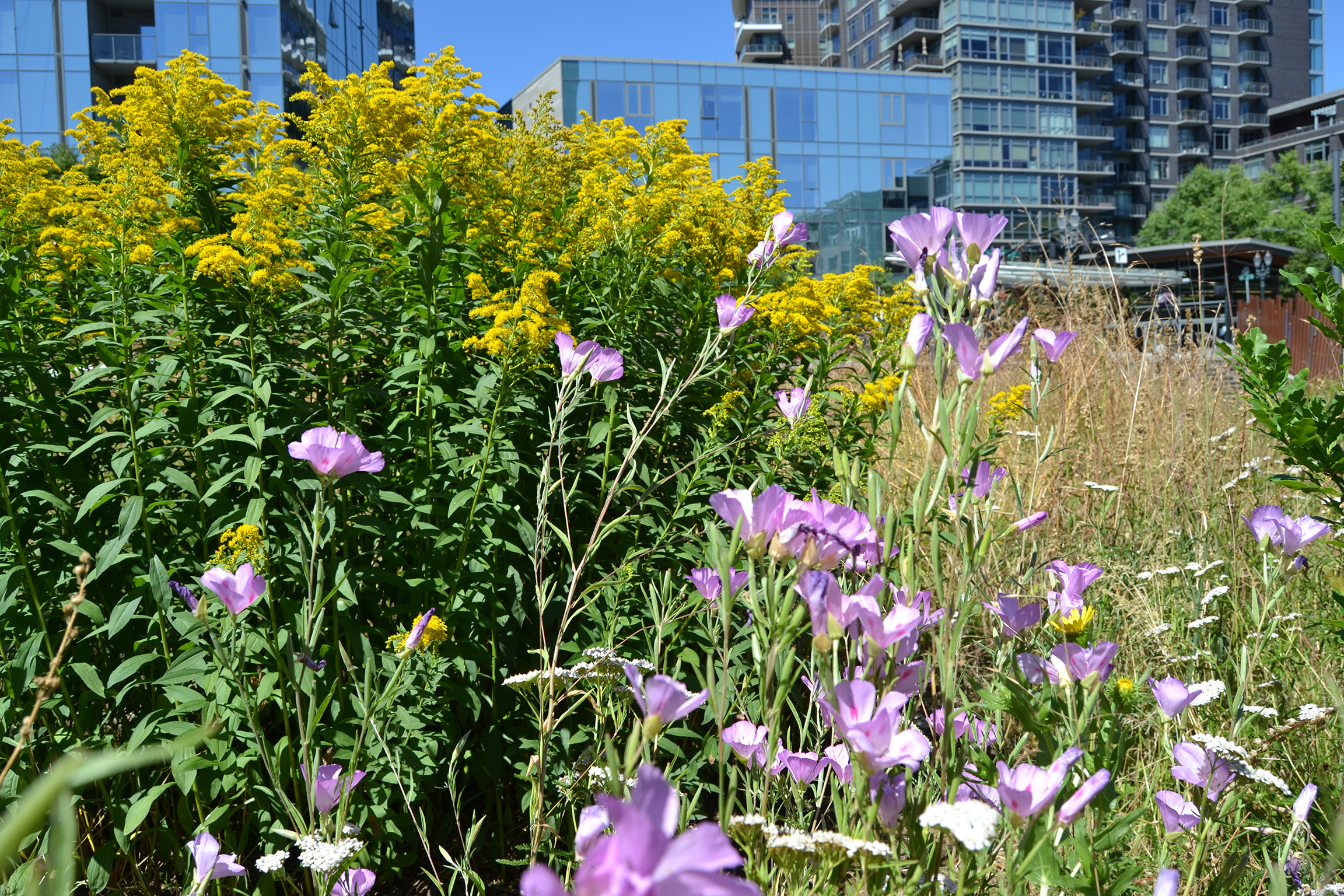 Yellow and pink wildflowers contrast the mirror-like glass of the surrounding office buildings in this nature park in the city