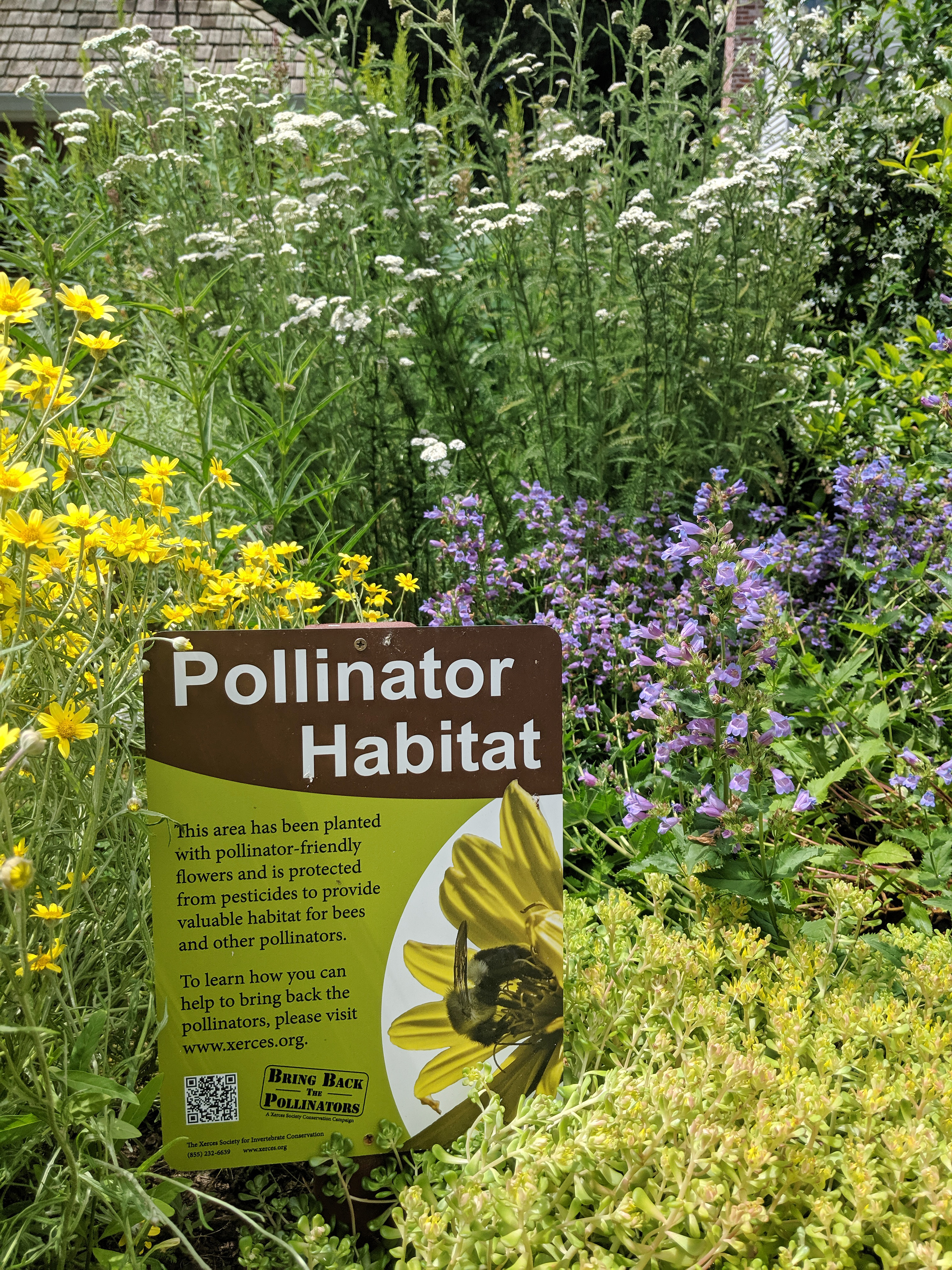 A pollinator habitat sign stands proudly among a thick collection of blossoms, mostly yellow, white, and purple.