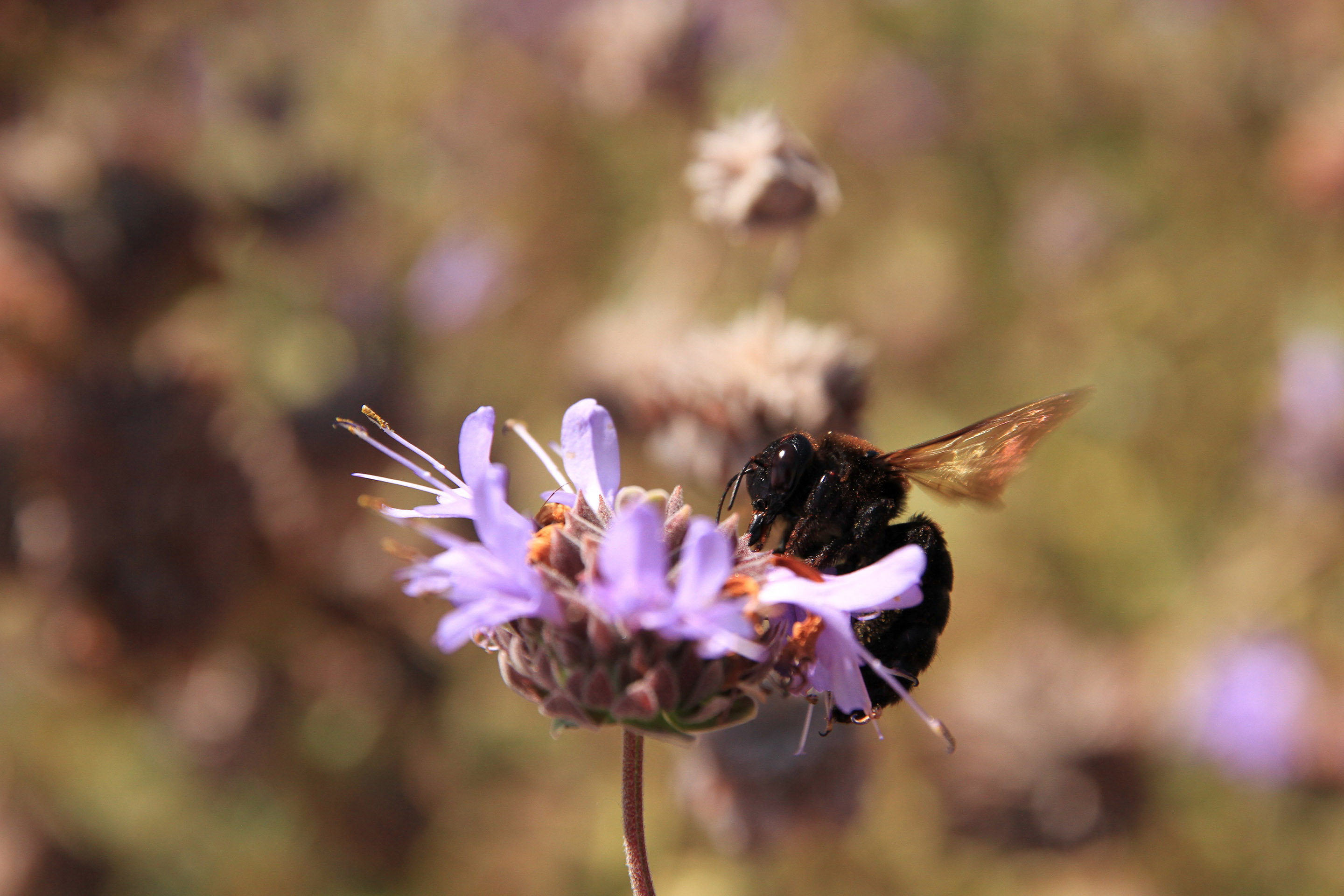 The black color of the California carpenter bee contrasts with the soft purple color of the sage flower on which it forages