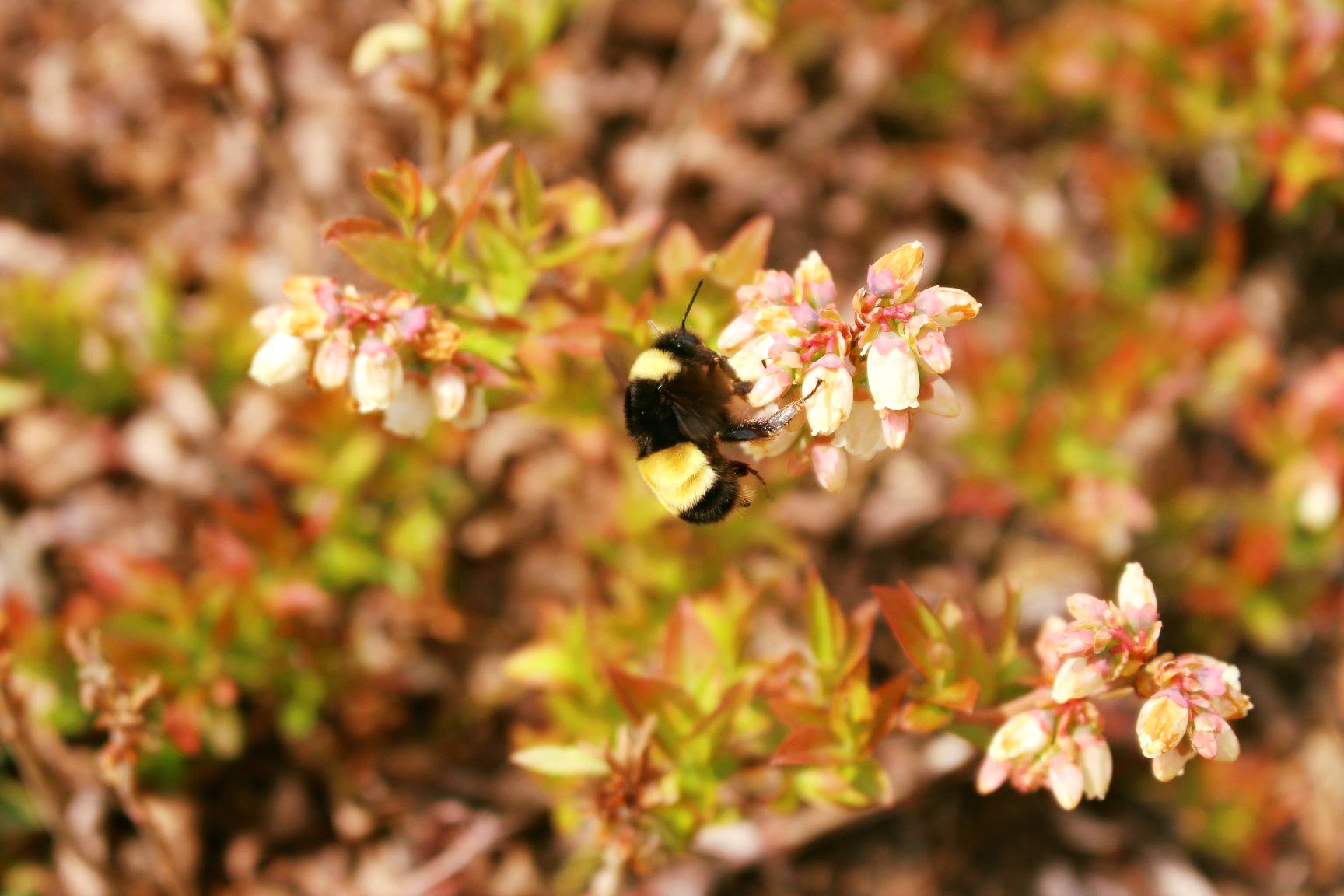 A fuzzy bumble bee with black and yellow stripes collects pollen from a pinkish blossom, in a landscape tinged red by changing leaves.