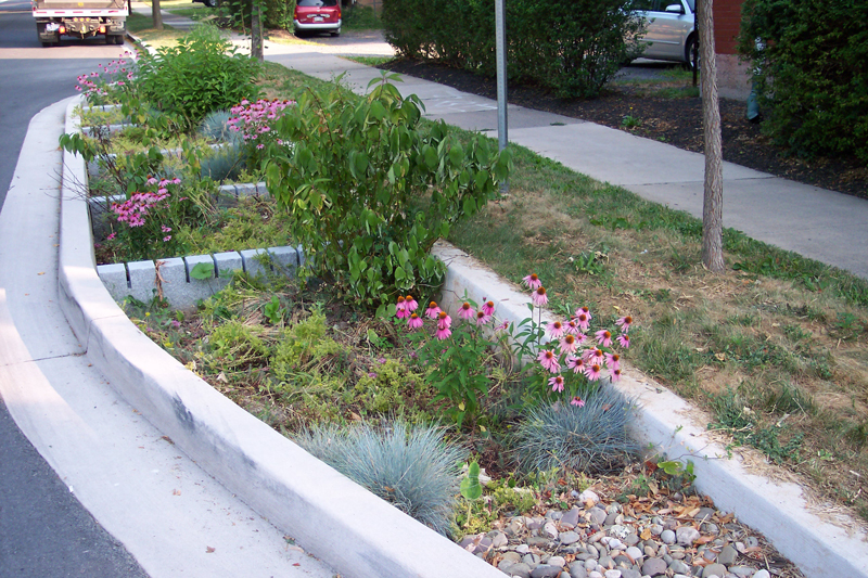 A curbside area is planted with a wide variety of species, including some flowering varieties.
