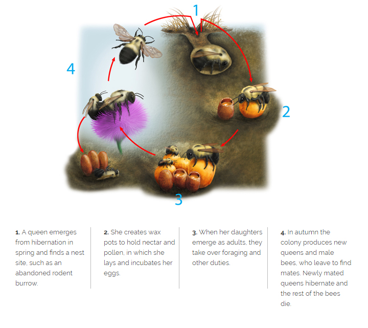 Bee Information for Kids: Bumblebee & Honey Bee Facts