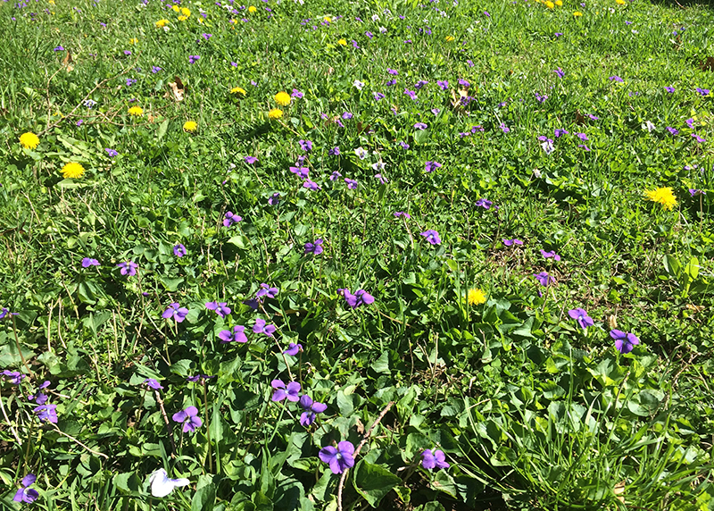 A profusion of violets and dandelions crowd a verdant lawn with blossoms.