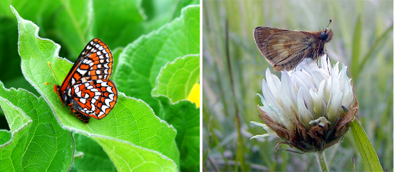 butterflies