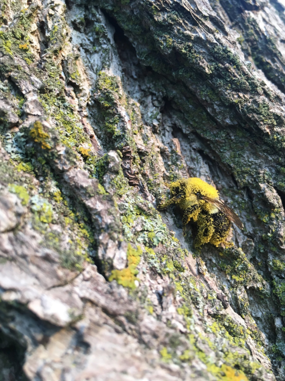 A pollen-covered bee perches on bark.