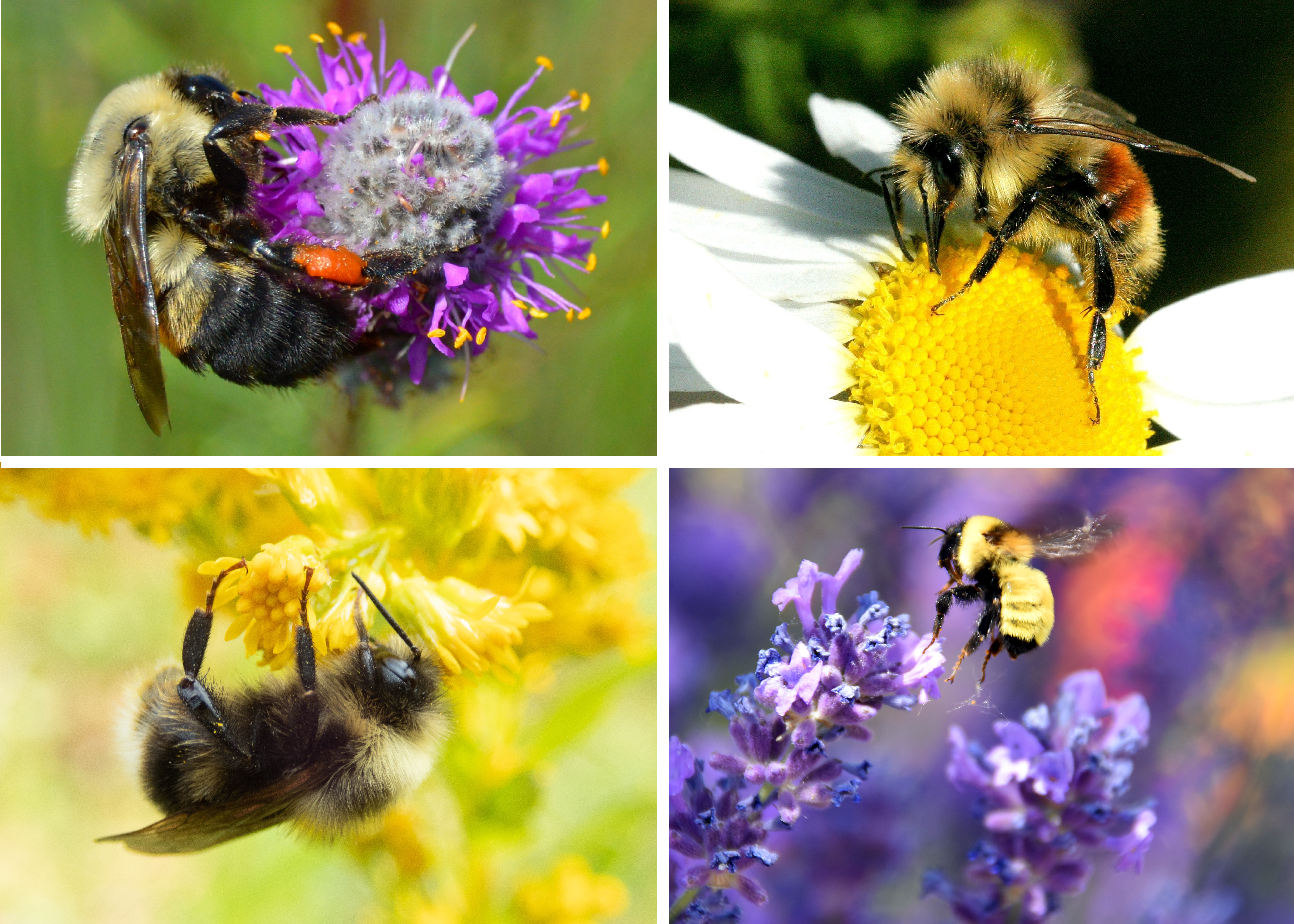 Appreciate Bees for Their Hard Work! Understand How Their Pollination and Wax Benefits Our Gardens, Home, and Diet.
