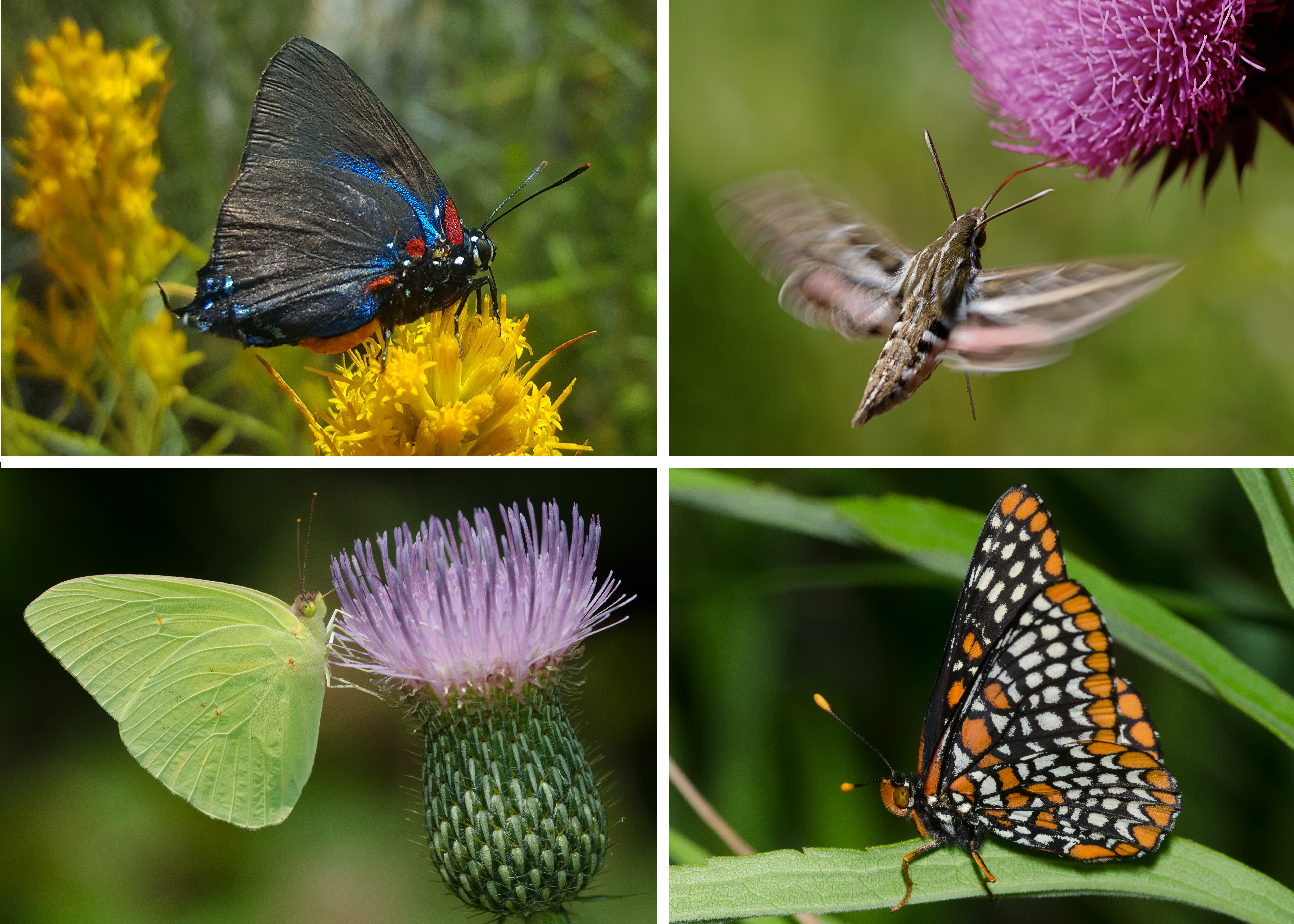 An assortment of colorful images of butterflies and moths demonstrates the diversity within Lepidoptera.