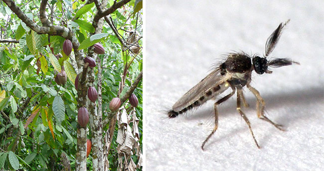 On the left, a cacao tree with large, purple pods hanging from its pale, mottled branches, is shown. On the right, a small fly with fuzzy antennae is shown.
