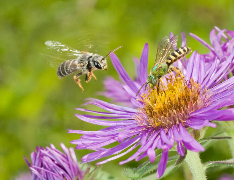 One bee with a shiny, green body perches atop a purple, daisy-like flower, while alnother bee with tan and black stripes hovers in the air nearby.