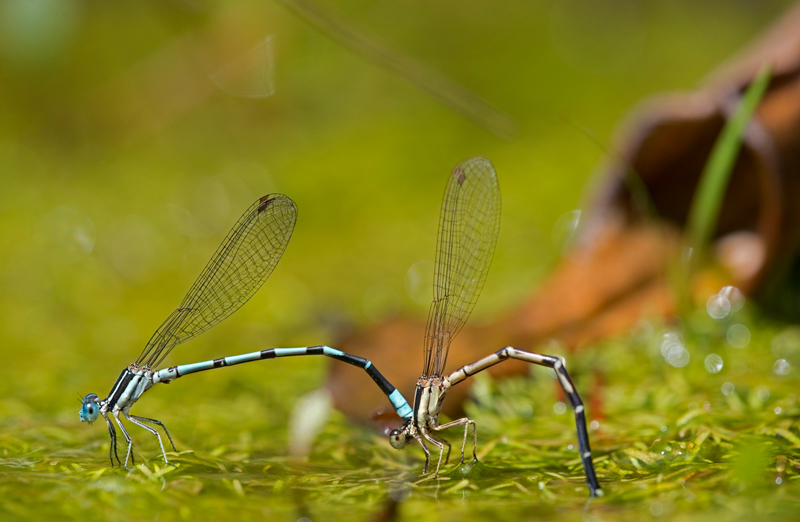 Two damselflies (which look similar to dragonflies) stand in a line, their long bodies arched so that their legs (at front) and the tips of their tails both touch the ground. The left creature is blue with black stripes, and the one on the right is tan with black stripes.