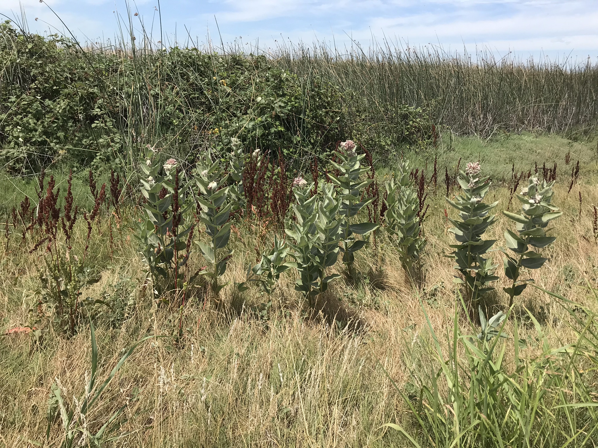 Showy milkweed goring on a roadside near Colusa in California's Central Valley.