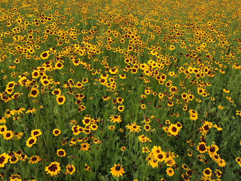 coreopsis