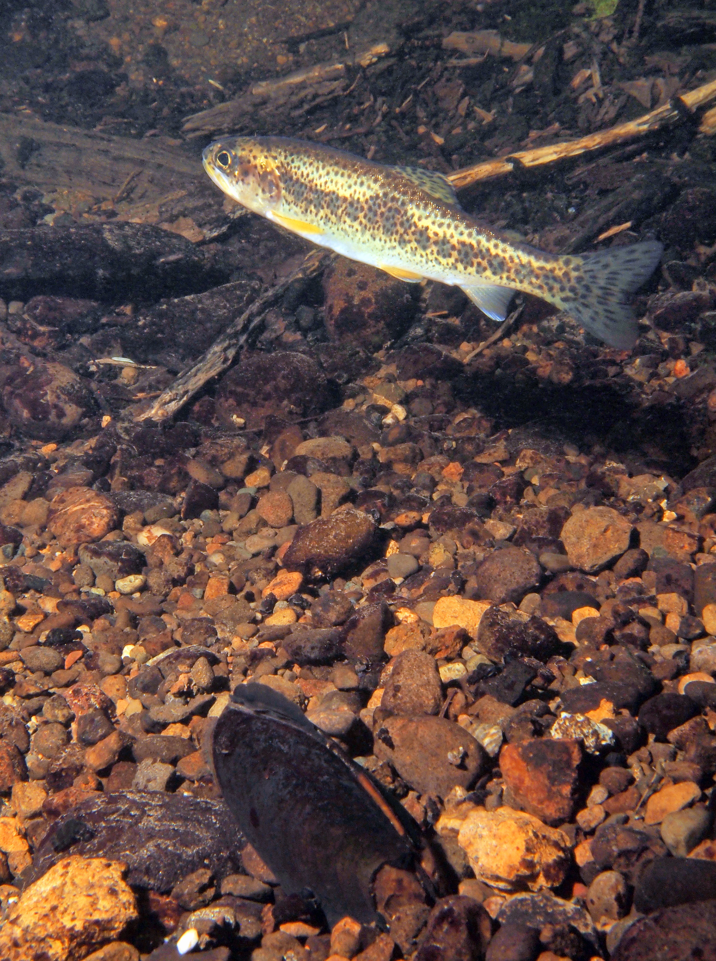 Underwater view in a creek showing a cutthroat trout swimming above a freshwater mussel.