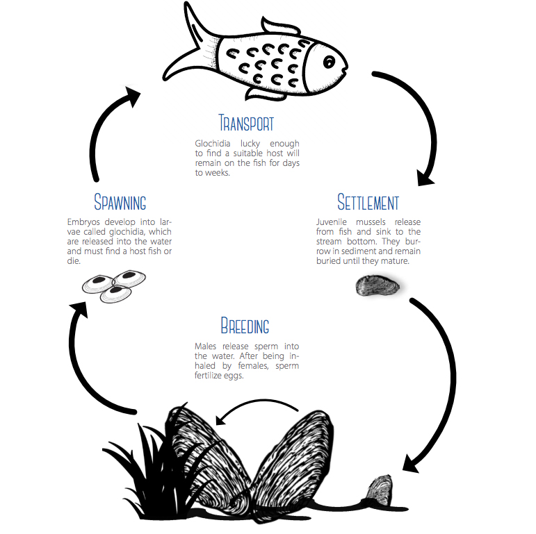A graphic depicting the freshwater mussel life cycle, including being carried by fish during an early stage of development.