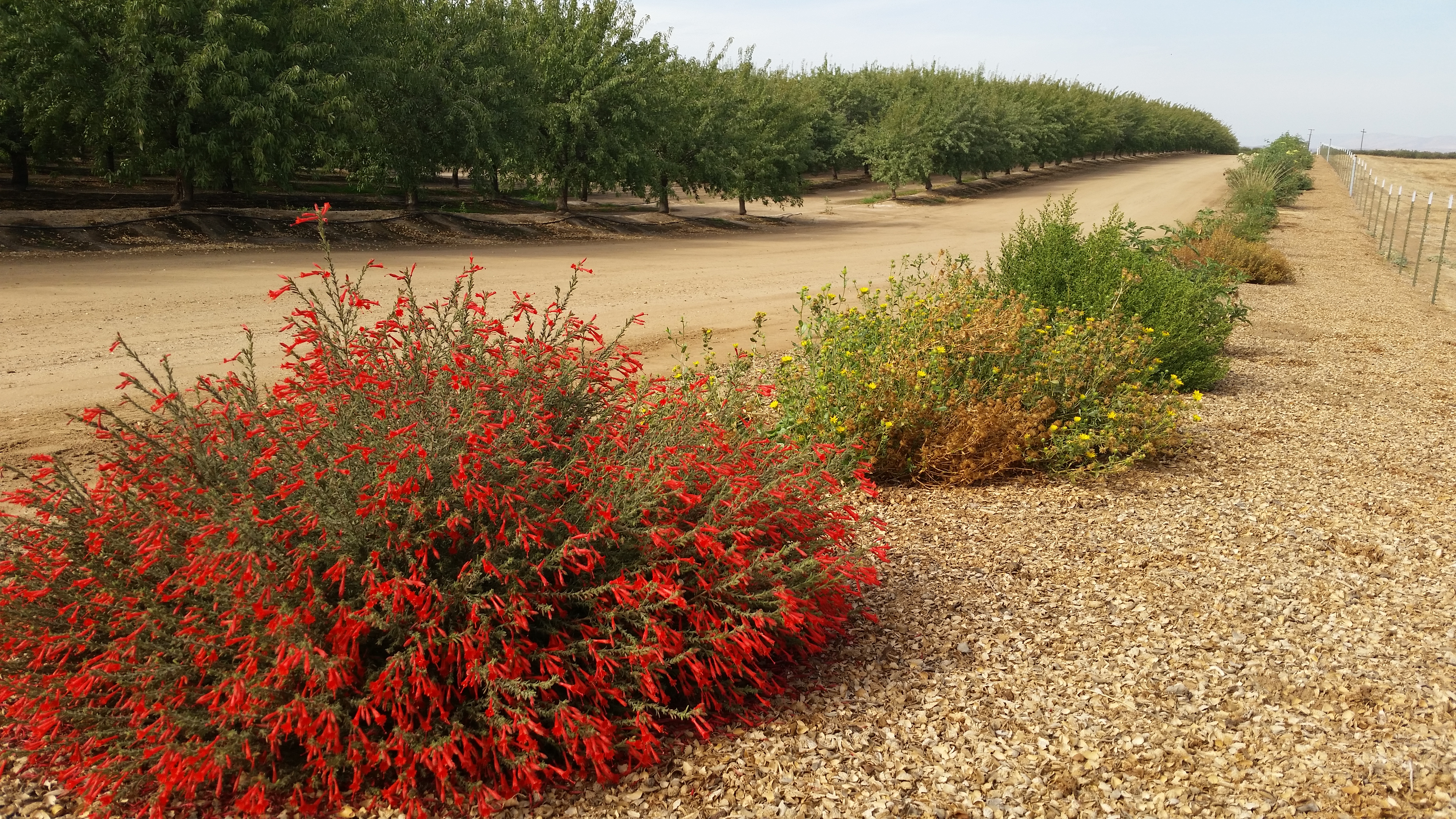 A line of colorful, flowering plants, including a bush with red blossoms in the foreground, recedes into the distance. Parallel to this line are rows of trees in an orchard.
