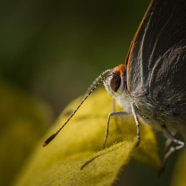 A macro shot shows the antenna and textured wings of a gray butterfly.