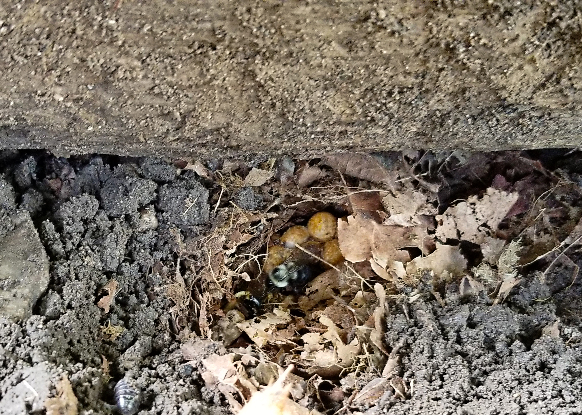 This photo shows some cement (top) and loose dirt. In the middle, amidst some dry leaves, is a small structure tended by a fuzzy, yellow and black-striped bee.