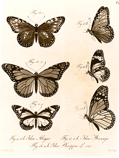 A plate illustrating a monarch butterfly taken in the vicinity of San Francisco in October 1816. (Kotzebue, 1821)